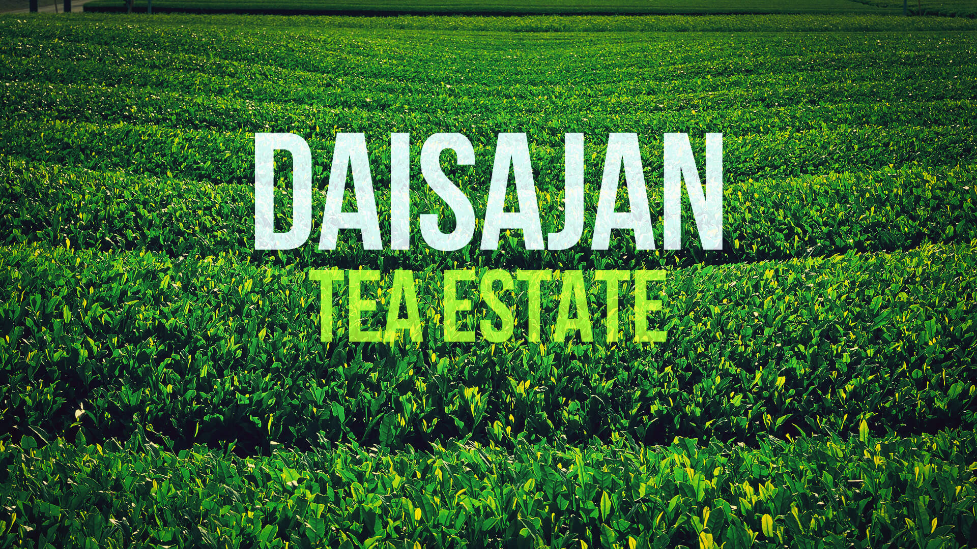 Daisajan Banner
